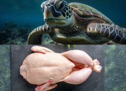 Экзотическое черепашье мясо на прилавках Анапы может оказаться тривиальной курицей