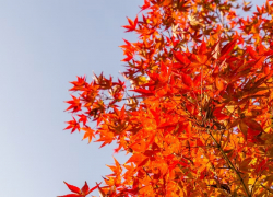 На одной из аллей Анапы высадят новые клены