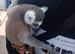 В Анапе у фотоживодеров изъяли животных и птиц