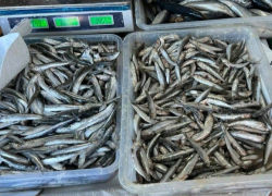 Хамса на прилавках Анапы: лакомая рыбка снова в продаже