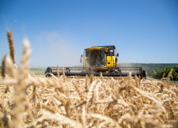 Аграрии Анапы завершили жатву: средняя урожайность составила 46,4 центнера с гектара