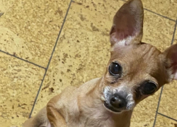 В Анапе потерялась собака актрисы Ирины Шевчук