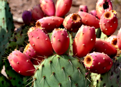 В Анапе растет легенда среди кактусов – опунция