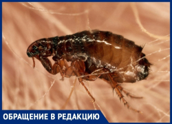 Анапчанку заели блохи, которые разгуливают по квартире и не дают спокойно жить