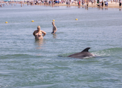 Мэрия Анапы просит отдыхающих не играть с дельфинами