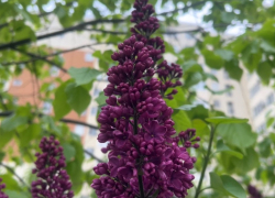 Цветочные воры: анапчанам за сорванную сирень грозит уголовная ответственность 