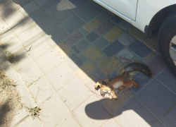 В сквере Гудовича умирают белки: в чем же причина