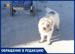 В Анапе очередной "плевок" на законодательство - убийства собак дошли до Витязево