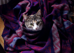 Вирусы атакуют: что нужно знать анапчанам о вредности холодного помещения