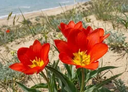 В окрестностях Анапы нашли уникальный тюльпан, занесенный в Красную книгу