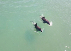 Огромная стая дельфинов замечена у берегов Большого Утриша