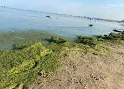 Море в Анапе будет зеленым до конца сентября – эколог