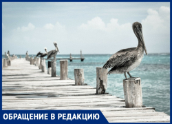 Тамара Миронова: «Анапе не нужна набережная — оставьте нам то, что подарила природа!»