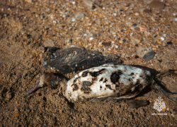 МЧС и волонтёры спасли птиц во время уборки мазута в Анапе