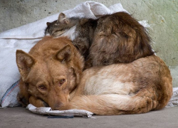 «Надо спасти Анапу от эпидемии!»: жительница курорта о бездомных животных