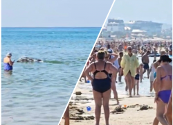 Бесплатный дельфинарий: в Анапе можно получить МОРЕ впечатлений