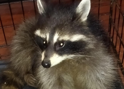 Из Бежецка в Анапу: волонтеры Тверской области просят помощи в перевозке енота