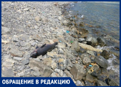 Мёртвые дельфины лежат на спуске у Высокого берега в Анапе