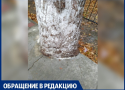 Деревья на улице Астраханской в Анапе "закатали в бетон"