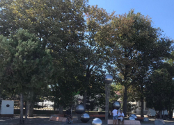 В День засыпающих деревьев в Анапе будет солнечно 