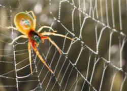 Пауки атаковали дома, но пока - не в Анапе...