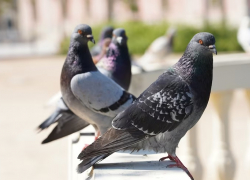 Анапские любимчики: голуби могут представлять опасность для здоровья