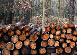 Чёрные лесорубы в станице Гостагаевской под Анапой вырубили 126 деревьев