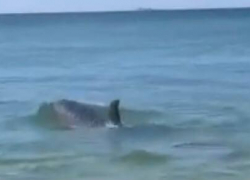Отделалась только испугом: в Анапе туристку в море чуть не сшиб дельфин