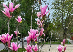 В день Чарли Чаплина в Анапе наконец-то выглянет солнце