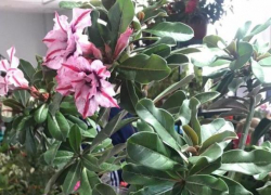 4 июня в Анапе пройдет  всероссийский фестиваль  цветов и экспозиция рептилий и насекомых