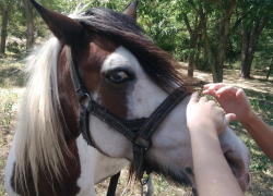 В Анапе живёт цветная лошадь с голубым и карим глазами: люди приходят погладить на удачу