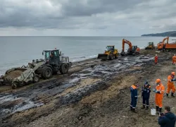 Миллионы за гибель краснокнижных животных: на Кубани озвучили сумму ущерба после разлива мазута — кто ответит за экологическую катастрофу?