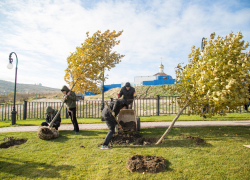В Анапе до конца года высадят 10 тысяч деревьев 