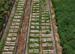 В Уташе под Анапой построят улиточную ферму и винзавод – начальные инвестиции составят 800 млн рублей
