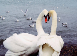 Анапа вновь вошла в топ городов для романтических поездок 