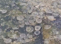 В море у Анапы опять множество медуз – эксперты объясняют их обилие