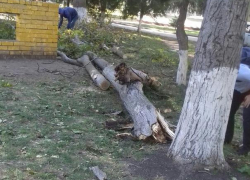 Выбитые стёкла и вырванные деревья: что сильный ветер натворил в Анапе