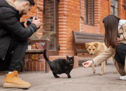 Гладить можно – кормить нельзя: в Анапе сняли запрет на контакт с бездомными животными