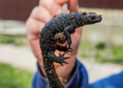 Микродинозавр или амфибия: в Анапе обнаружили саламандру
