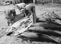 История Анапы: в годы войны анапчане убивали и ели дельфинов 