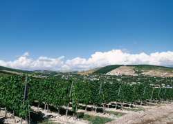 В День археолога в Анапе по-прежнему жарко