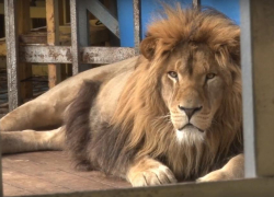 Комиссия проверила условия содержания льва в парке 30-летия Победы в Анапе