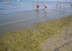 Будет ли решена проблема с водорослями на центральном пляже в Анапе в этом  году?