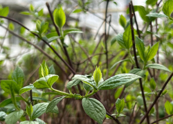 В Международный день моркови в Анапе тепло и пасмурно
