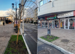 Озеленение по-анапски: на улице Горького в Анапе 12 клёнов и пустота