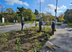 В Анапе жители ТОСа высадили в на улице Ивана Голубца 40 кустов роз