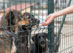 Не повторится ли скандал: в Анапе заключают договор на услуги по обращению с бездомными животными