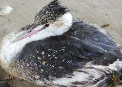 Птицу выбросило на берег моря после шторма в Анапе: стоит ли ей помогать?