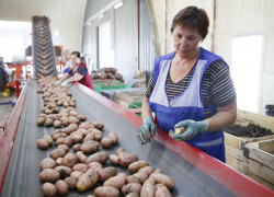 В Анапе самозанятые владельцы ЛПХ могут получить субсидии на производство овощей 