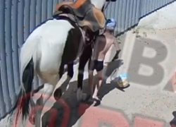 В Анапе на Пионерском проспекте лошадь сбила ребёнка: полиция разбирается в инциденте
